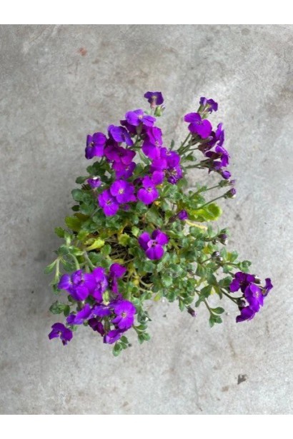 Обрієта фіолетова